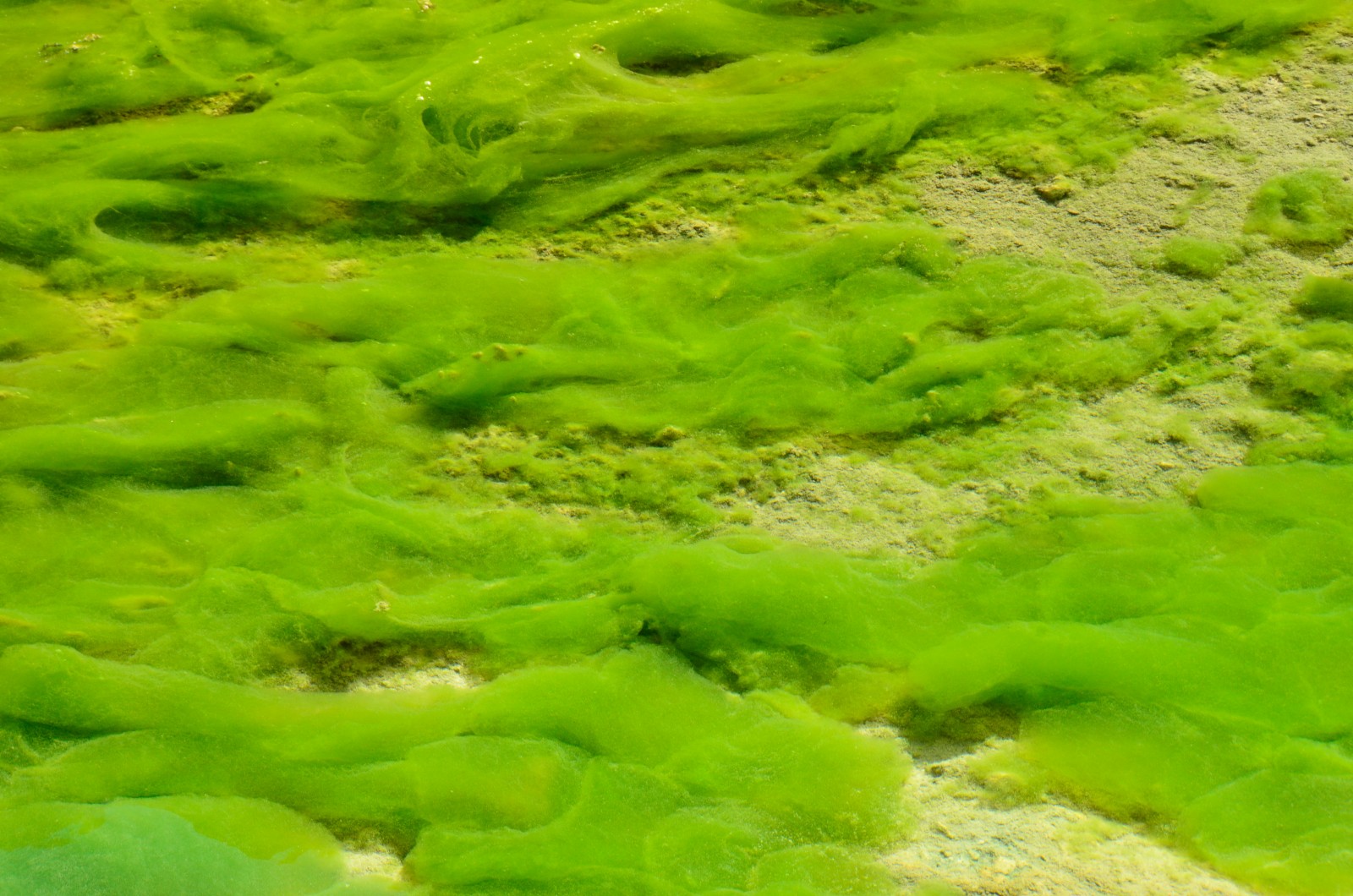 Представитель Типа Зелёные водоросли